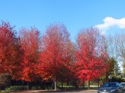 The picture was taken while we were cruising along Route 140 from a trip to Target. These trees decorated the entrance to a development and provided privacy to the apartments near the road.