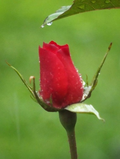 Red Rose and raindrop